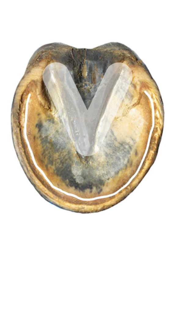 anatomie du sabot