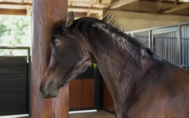 cheval qui se gratte criniere