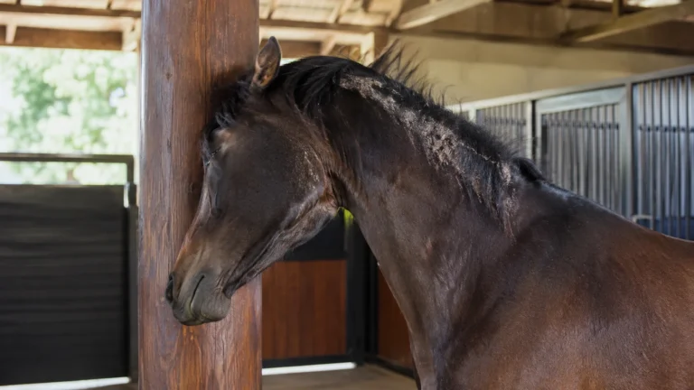 Cheval qui se gratte la crinière avec légère perte de poils