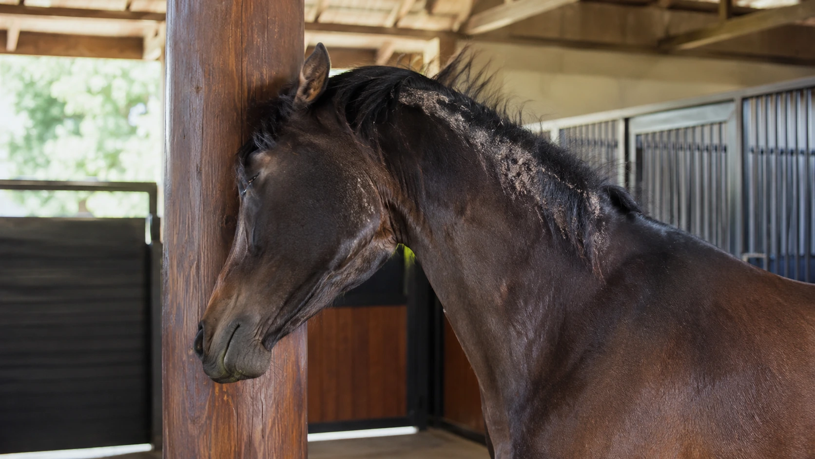 Cheval qui se gratte la crinière avec légère perte de poils
