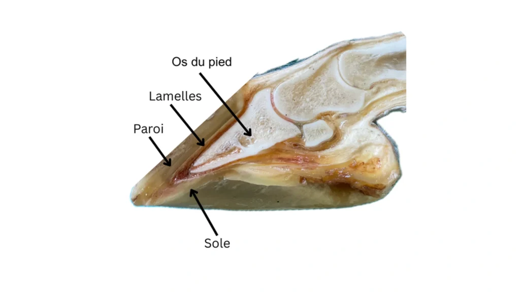 Rôle du sabot chez le cheval : anatomie, fonctions et signes à surveiller 4 Coupe sagittale montrant les structures internes du sabot du cheval