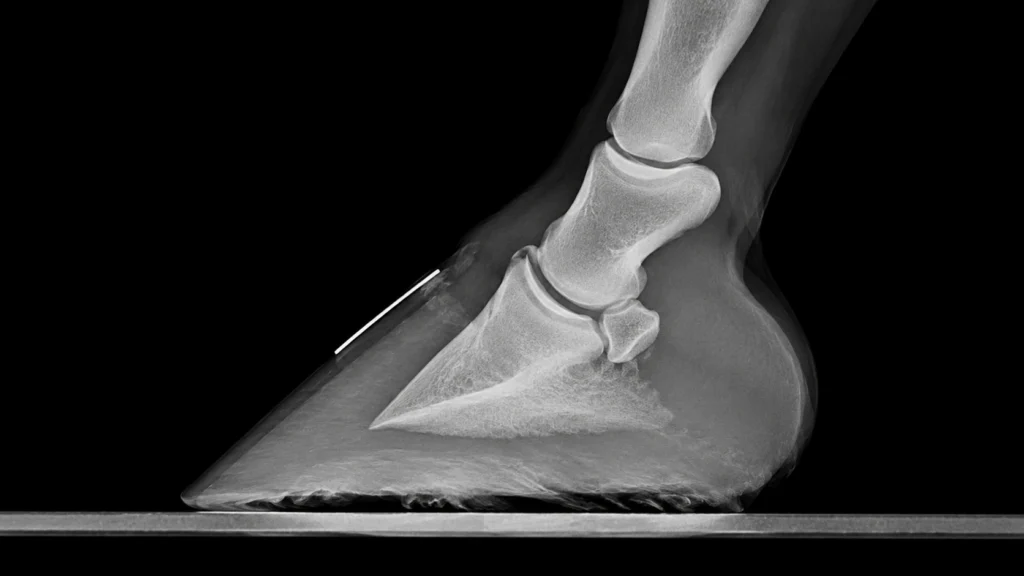 Quand appeler le vétérinaire en cas de fourbure chez le cheval ? 4 Radiographie du pied réalisée par le vétérinaire lors d’une suspicion de fourbure