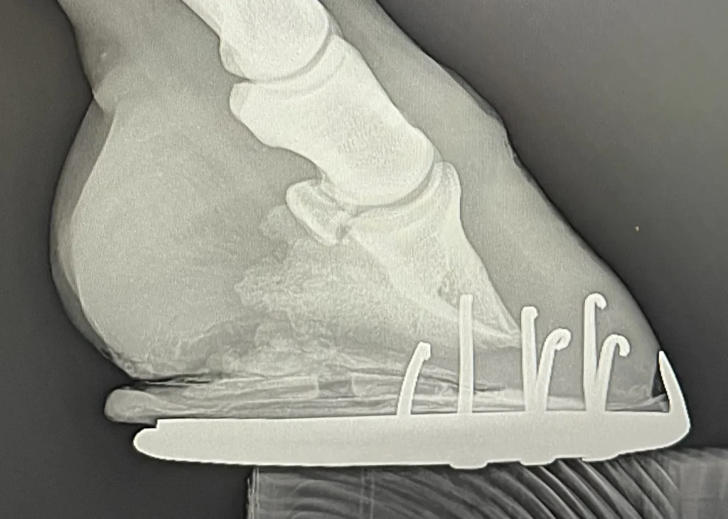 Radiographie de profil du pied d’un cheval fourbu montrant une rotation de l’os du pied