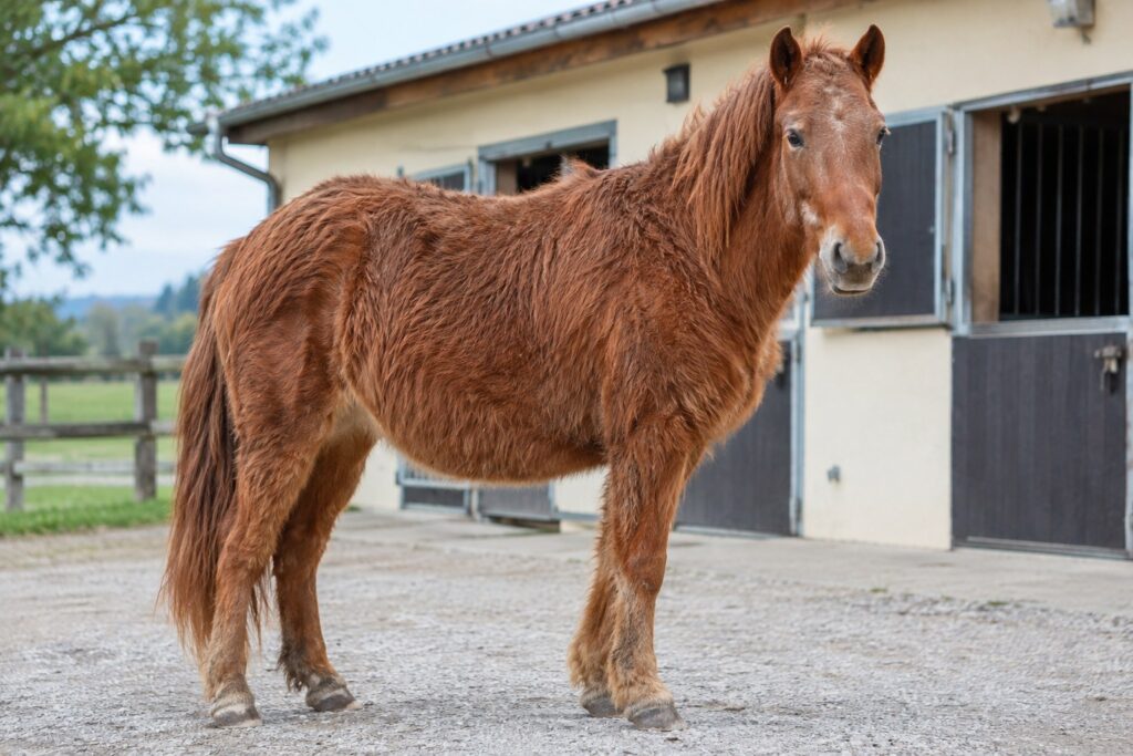 Maladie de Cushing chez le cheval âgé présentant un poil long évocateur du PPID