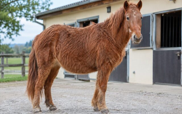 maladie de cushing chez le cheval ppid sympt mes diagnostic et traitement featur